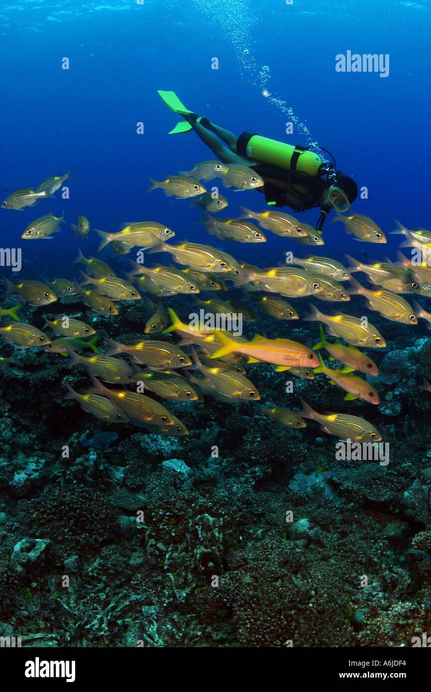 DIVER MR AND SCHOOLING EMPEROR Gnathodentex aurolineatus THE COOK ISLANDS  Stock Photo