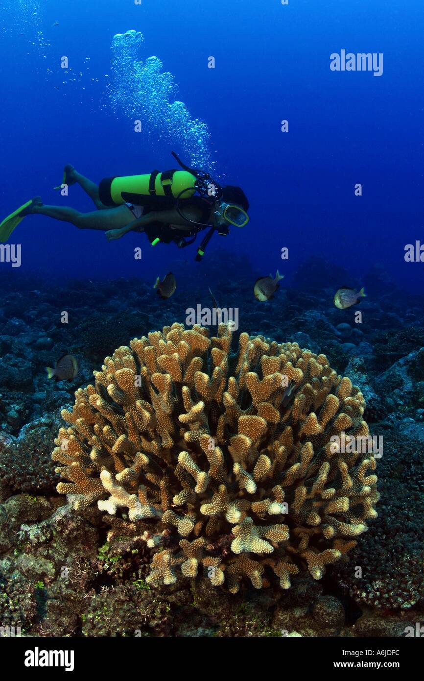 DIVER ANTLER CORAL AND DAMSELFISH THE COOK ISLANDS  Stock Photo