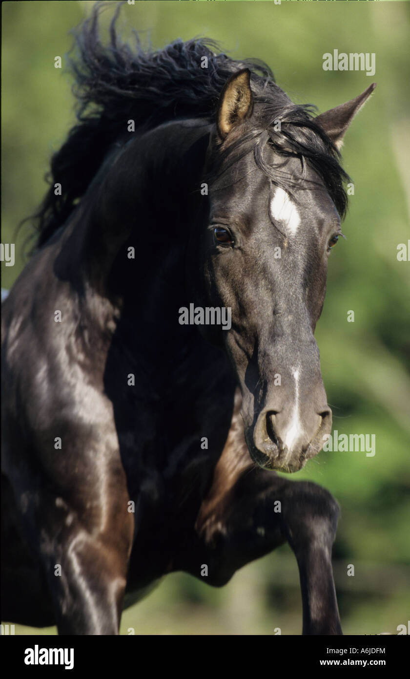 Andalusian Horse (Equus caballus). Jumping black stallion, portrait Stock Photo