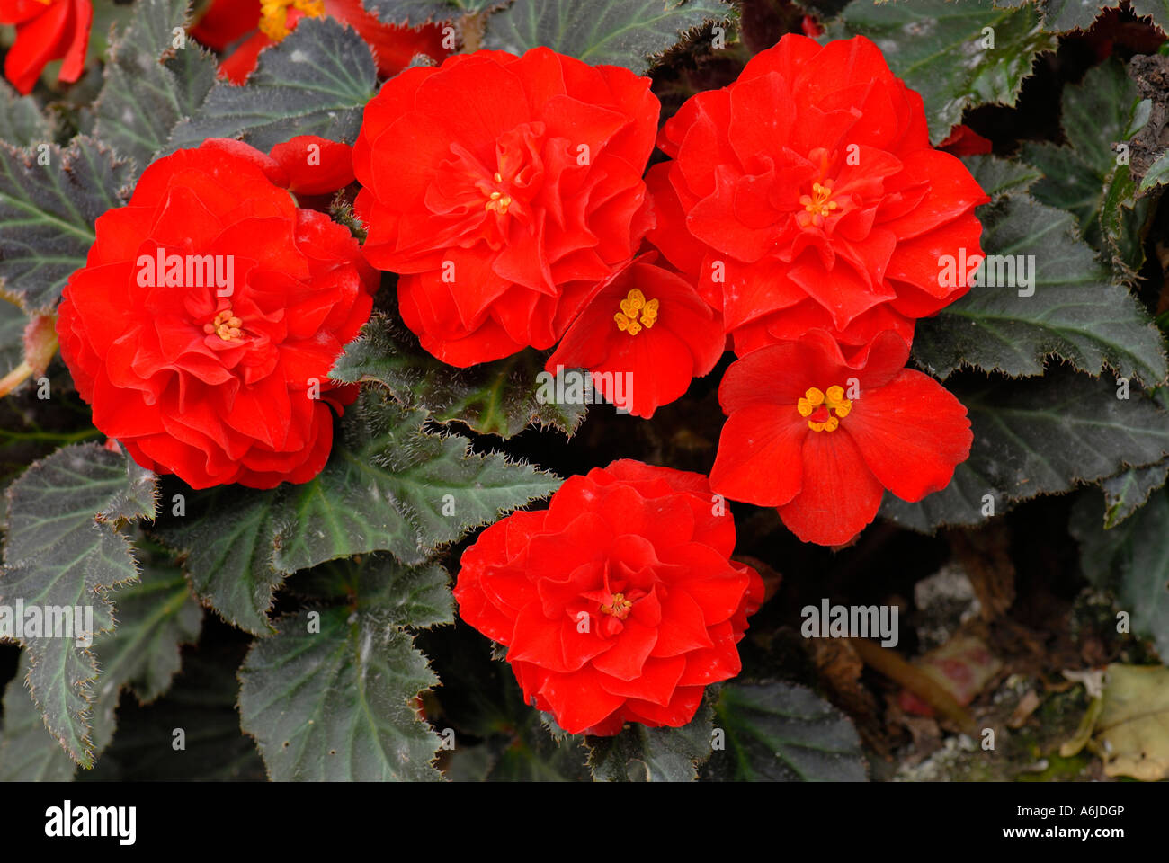 Tuberous Begonia (Begonia tuberhybrida), variety: Nonstop Mocca Scharlach, flowering Stock Photo