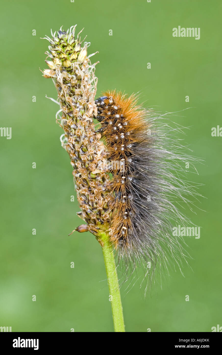 Garden Tiger Moth (Arctia caja), caterpillar (Woolly Bear) on flowering stalk Stock Photo