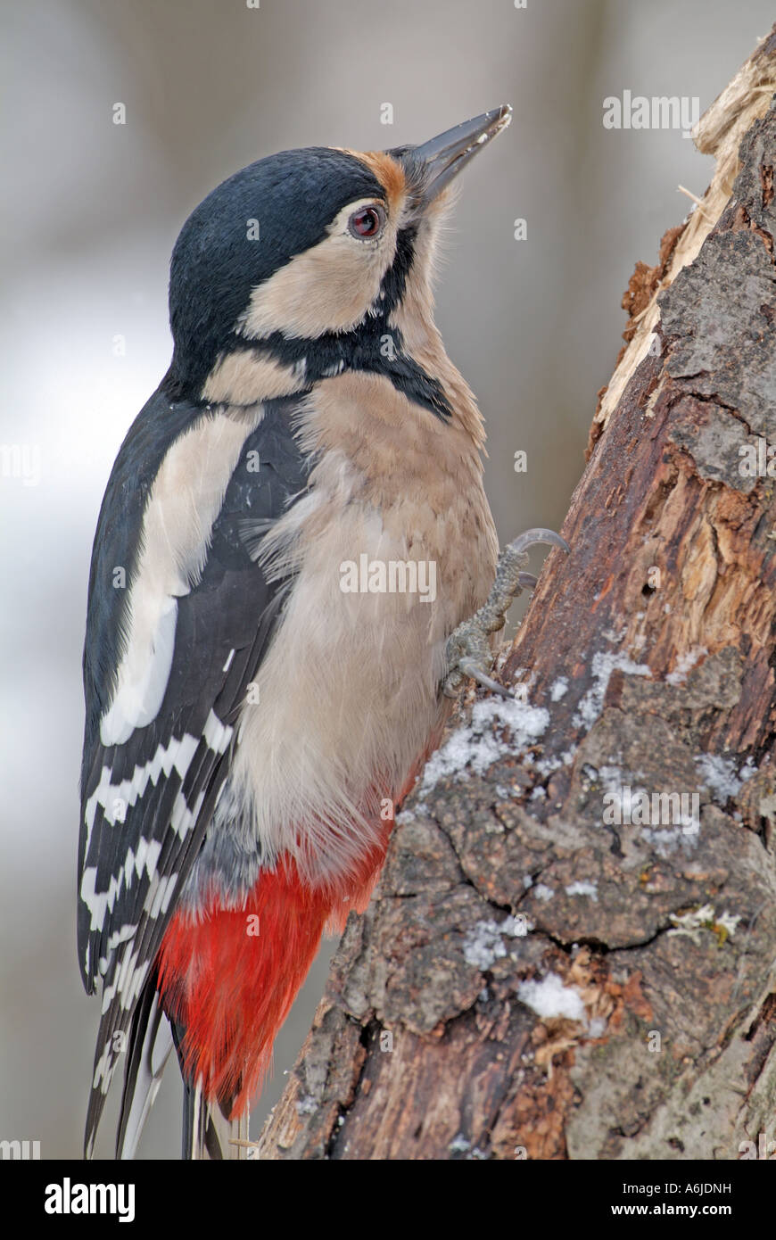 Great Spotted Woodpecker (Picoides major, Dendrocopos major), female clinging to tree trunk Stock Photo