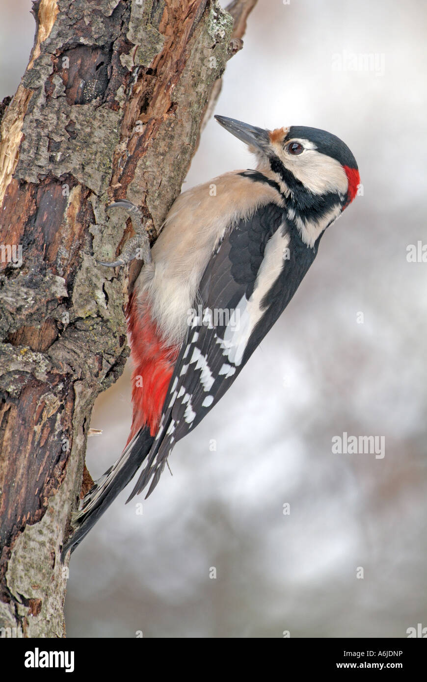 Great Spotted Woodpecker (Picoides major, Dendrocopos major), clinging to tree trunk Stock Photo