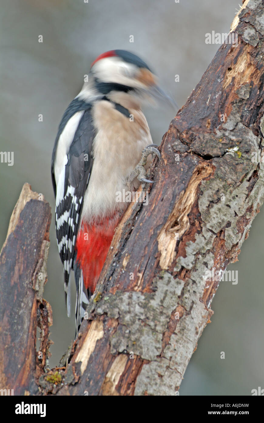 Great Spotted Woodpecker (Picoides major, Dendrocopos major), hammering on tree trunk Stock Photo