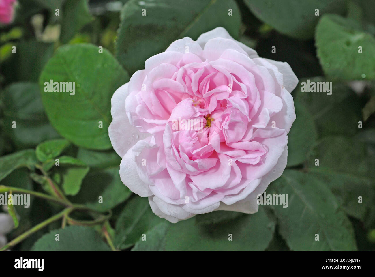 Cabbage Rose, Provence Rose (Rosa x centifolia), flower, used to produce perfume essences Stock Photo