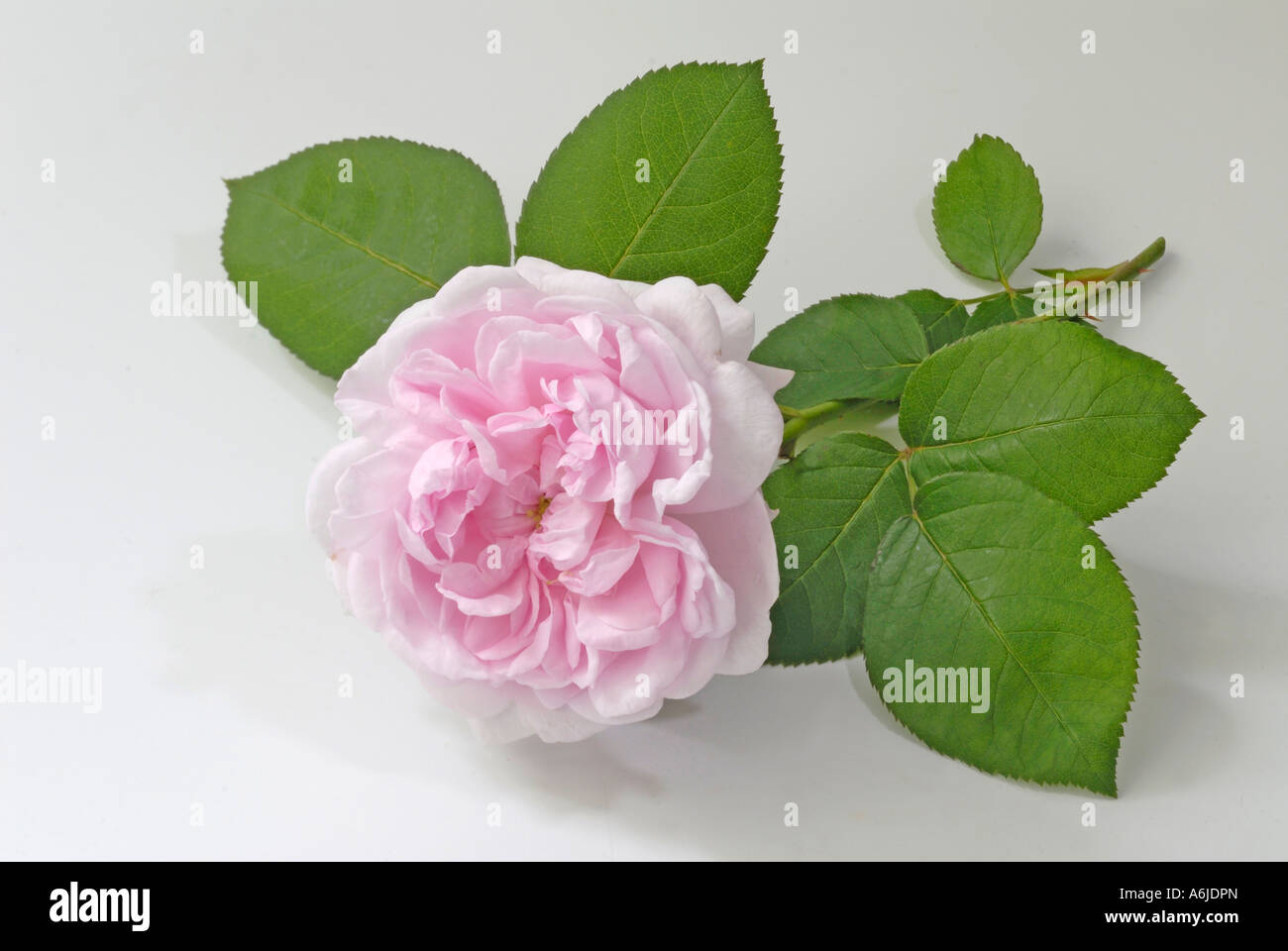 Cabbage Rose, Provence Rose (Rosa x centifolia), flower, used to produce perfume essences Stock Photo