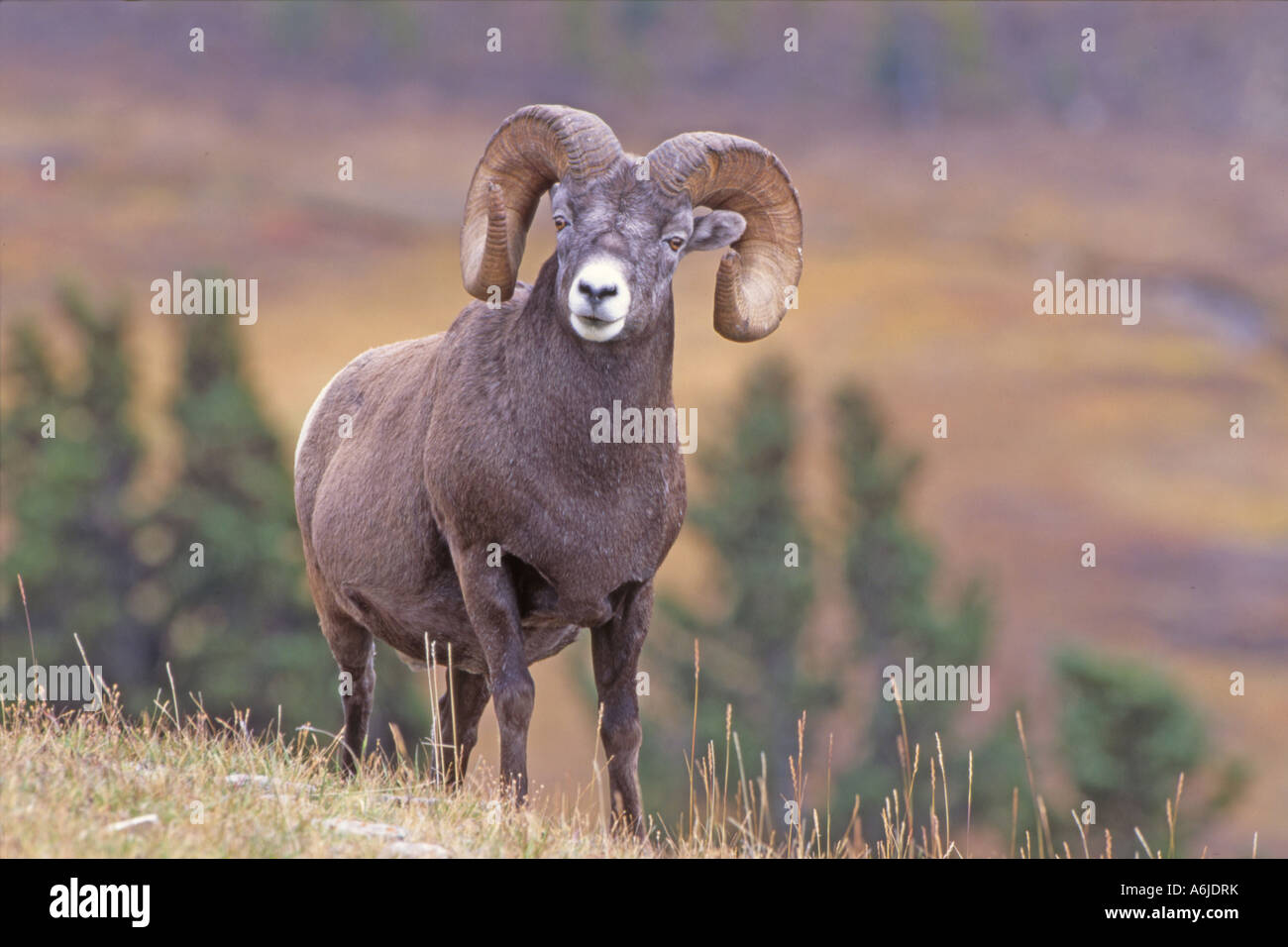 Bighorn Sheep, American Bighorn, Mountain Sheep (Ovis canadensis), male (ram) standing on slope Stock Photo