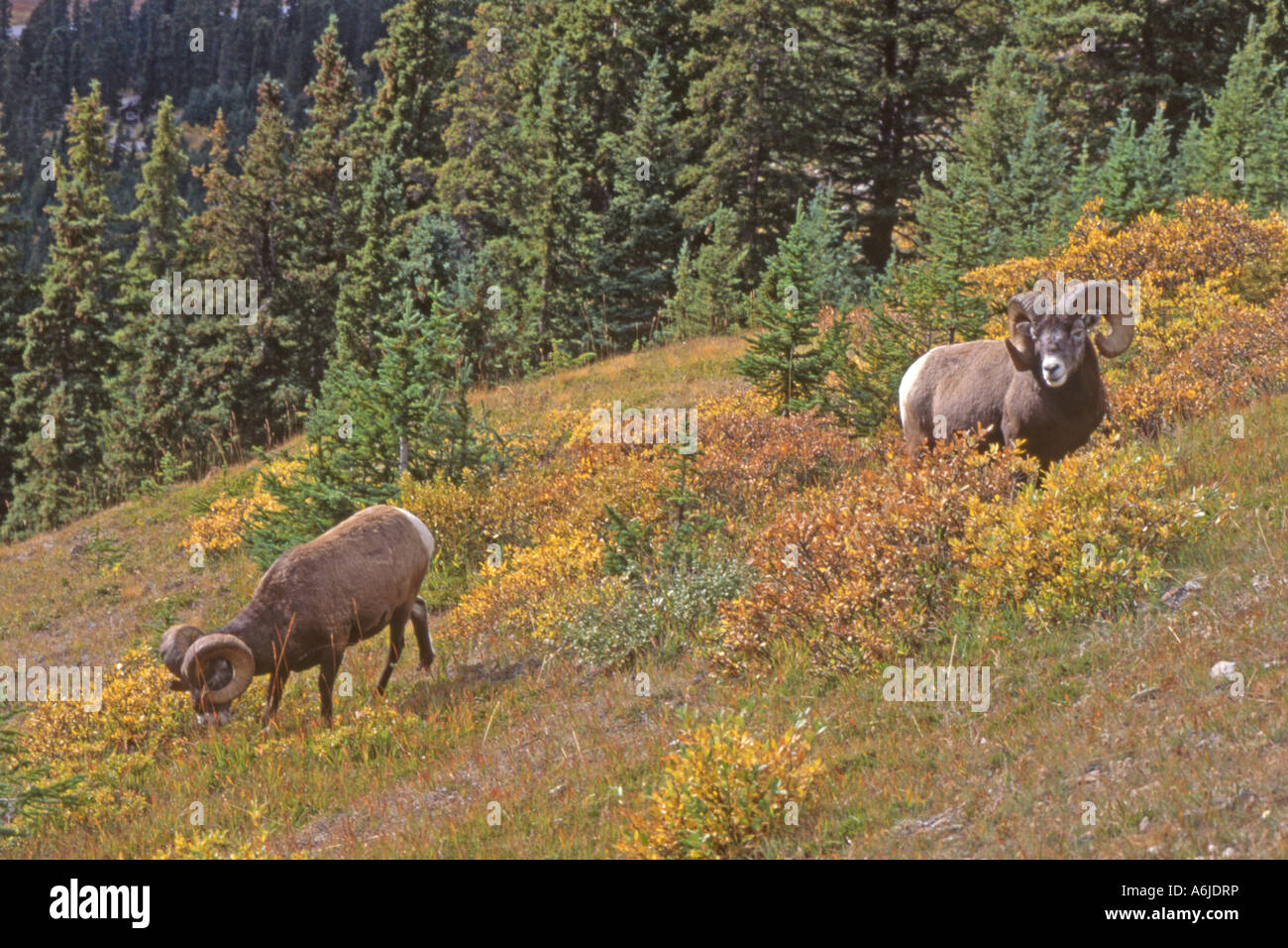 Bighorn Sheep, American Bighorn, Mountain Sheep (Ovis canadensis), two males (rams) standing on slope Stock Photo