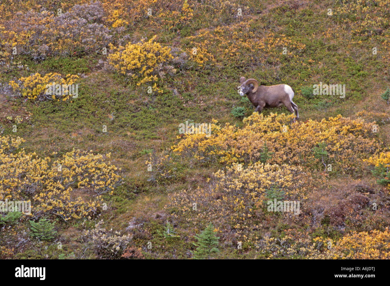 Bighorn Sheep, American Bighorn, Mountain Sheep (Ovis canadensis), male (ram) walking on slope Stock Photo