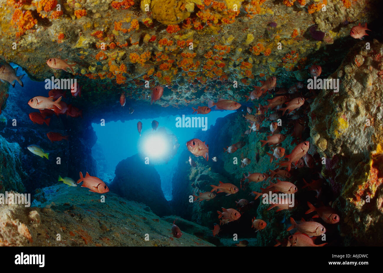 scuba diver below colorful rocks and corals Stock Photo - Alamy