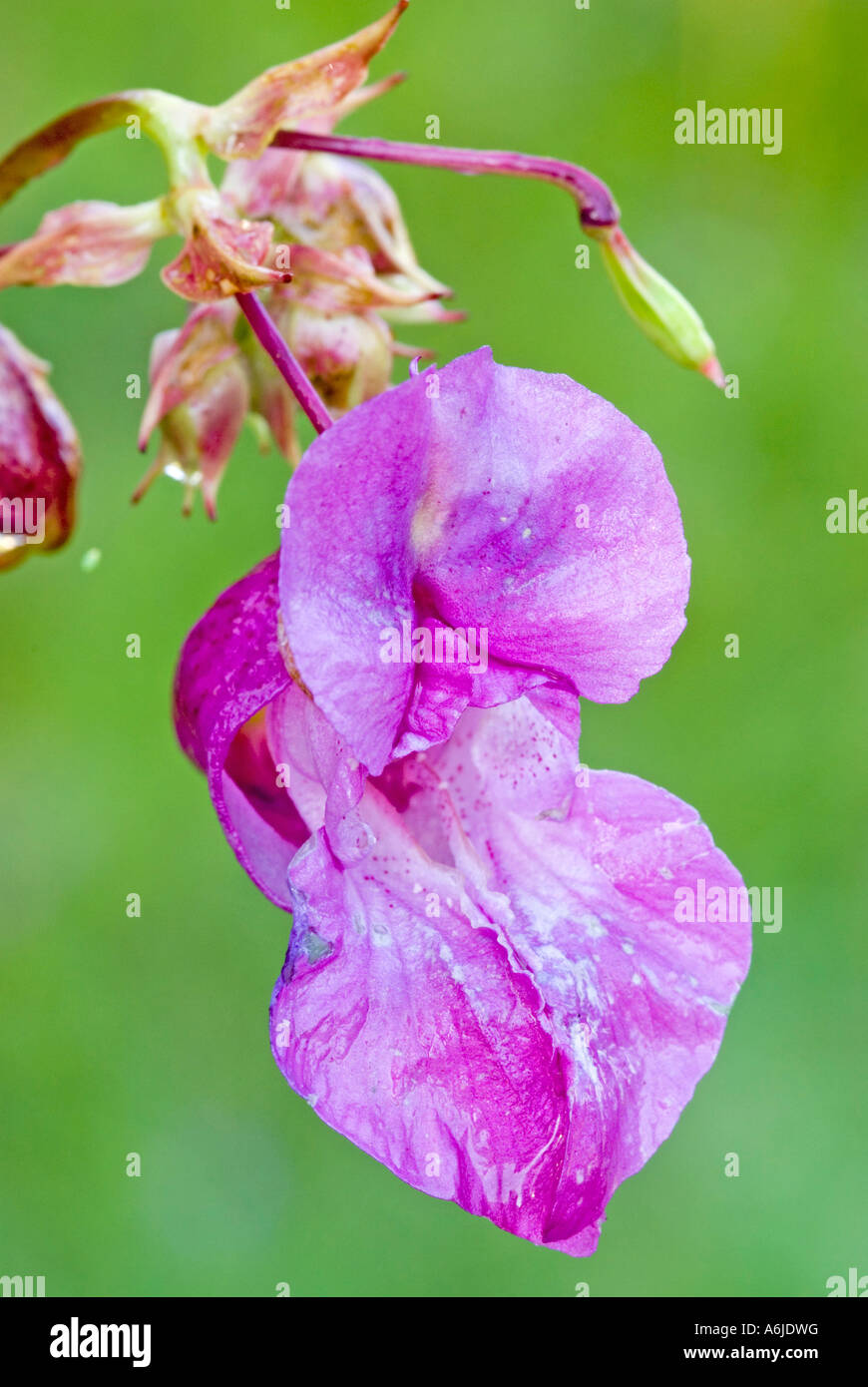 Himalayan Balsam, Policemans Helmet, Indian Balsam (Impatiens glandulifera), flowering Stock Photo