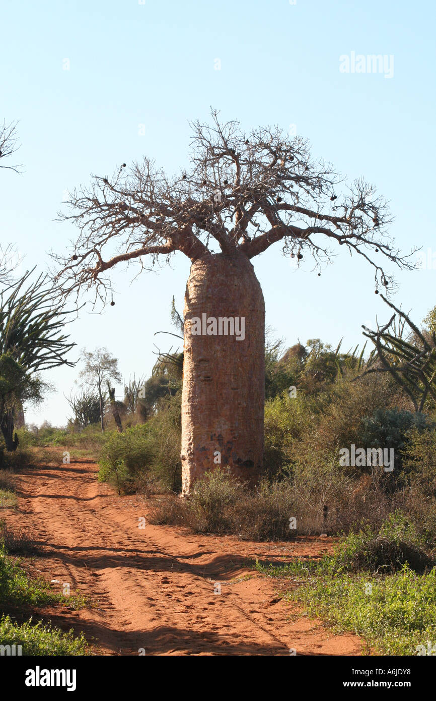 Baobab tree in Reniala Arboretum, Mangily, Madagascar Stock Photo