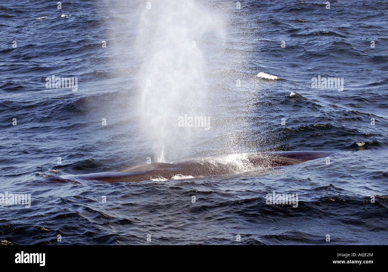 Fin Whale (Balaenoptera physalus), breaking through the surface while blowing Stock Photo