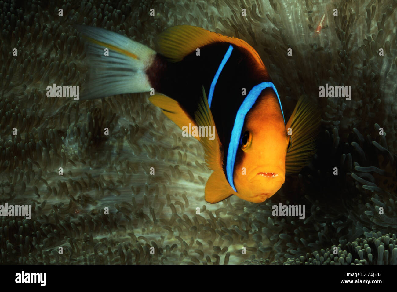 Orange fin anemonefish Amphiprion chrysopterus and anemone Stichodactyla mertensii Fiji  Stock Photo