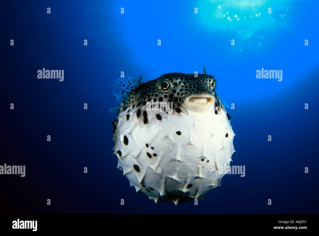Fish That Inflates A member of the pufferfish family the Pacific Burrfish Chilomycterus ...