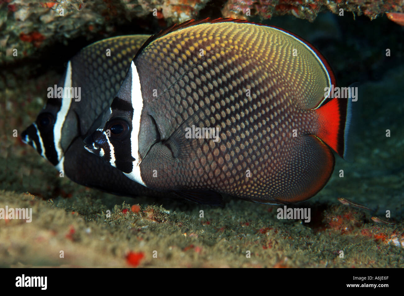 COLLARED BUTTERFLYFISH  Chaetodon collare THAILAND. Stock Photo