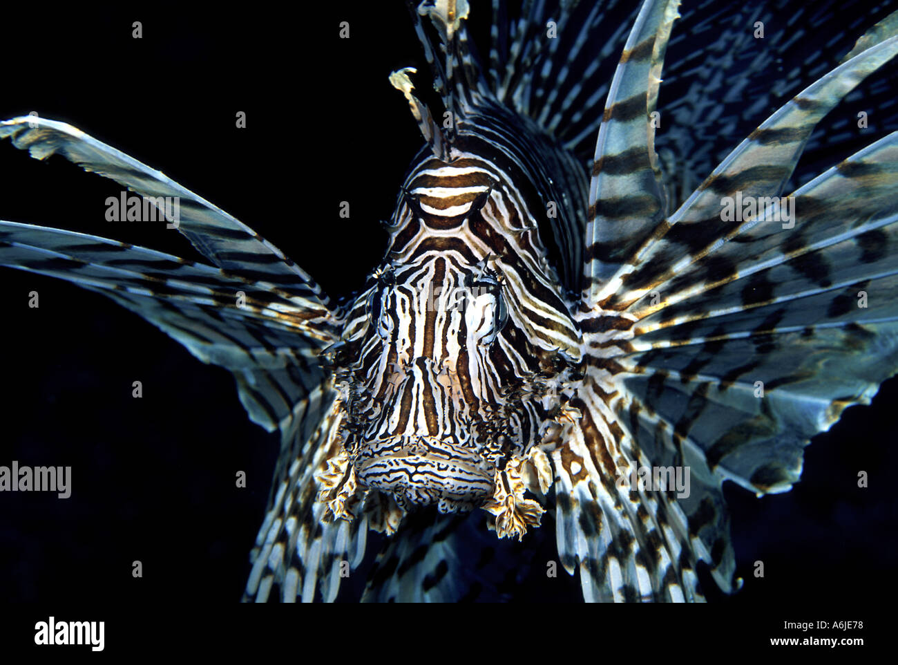 LIONFISH Pterois volitans FIJI Stock Photo - Alamy