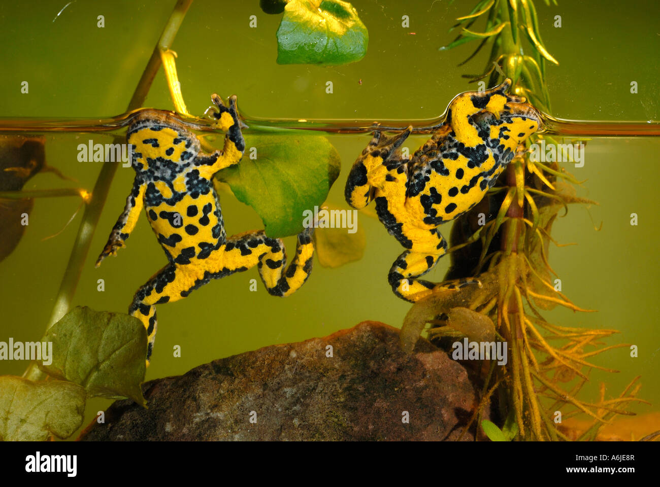 Yellow-bellied Toad, Yellowbelly Toad, Variegated Fire Toad (Bombina variegata). Two individuals on the side of an aquarium Stock Photo