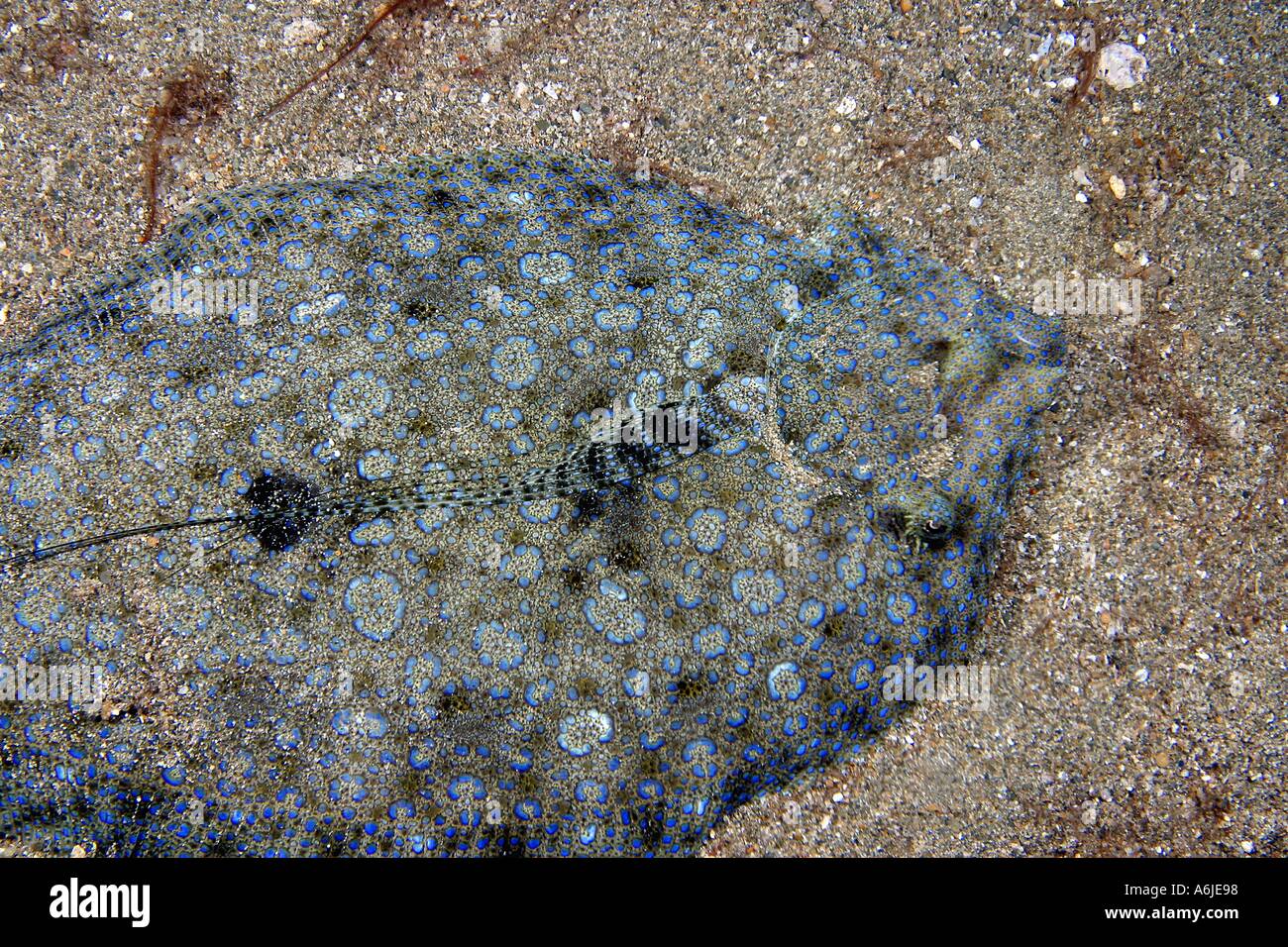 PEACOCK FLOUNDER Bothus mancus HAWAII Stock Photo Alamy