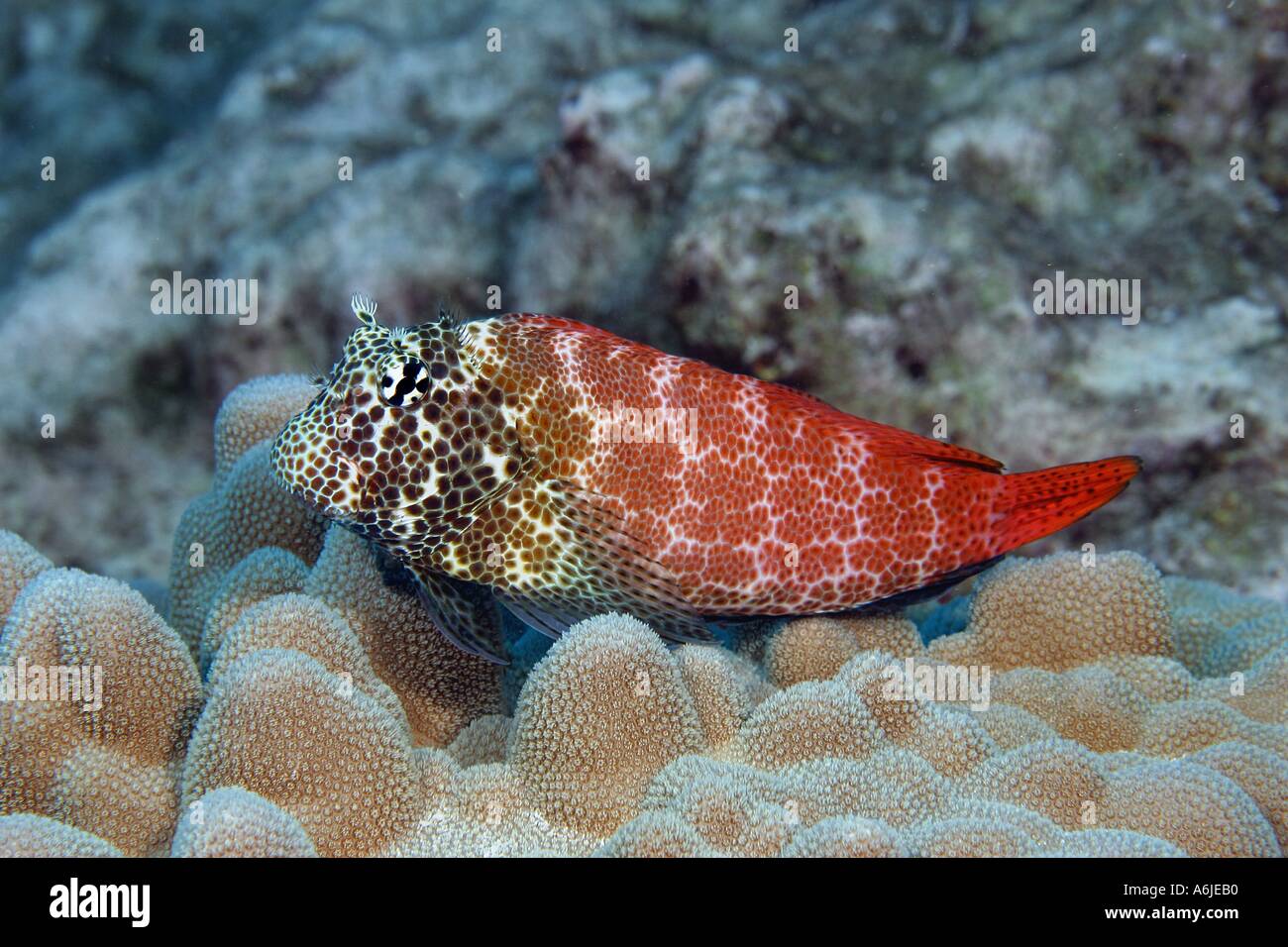 MALE SHORTBODIED BLENNY  Exallias brevis   HAWAII. Stock Photo