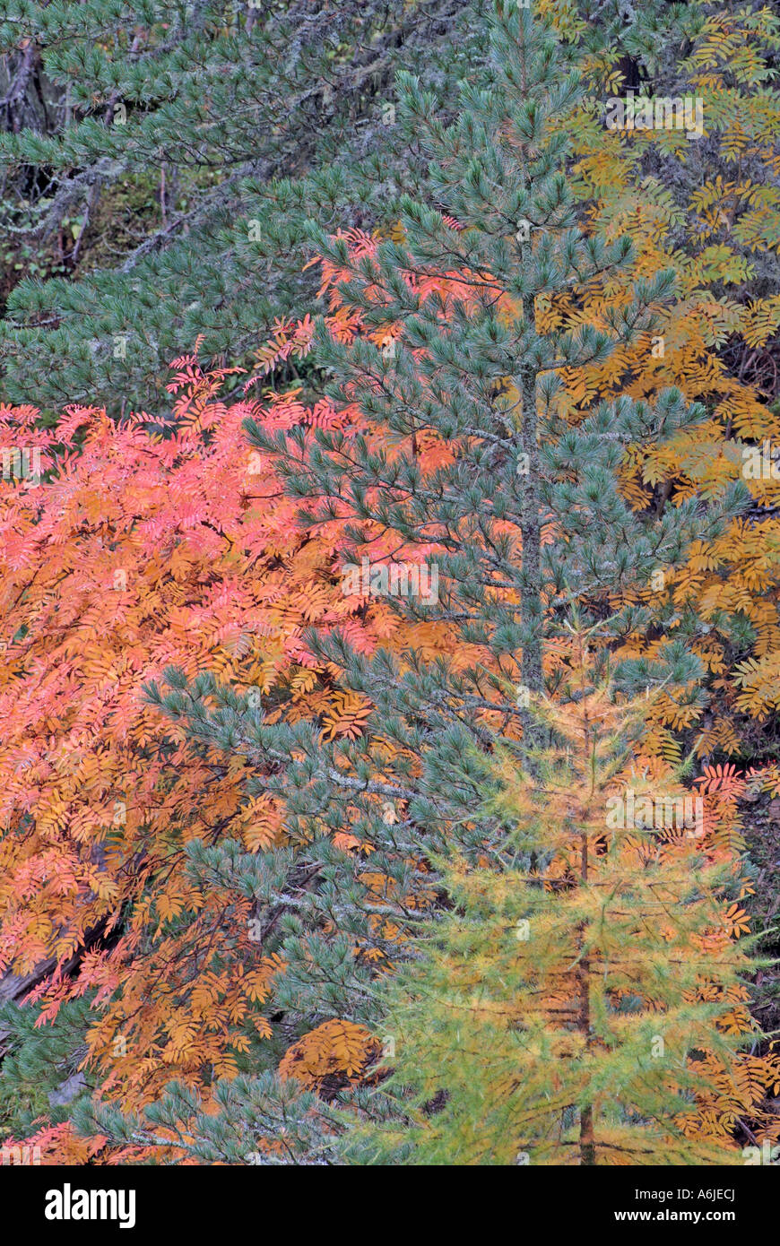Mixed forest in autumn at Swiss National Park, Switzerland Stock Photo