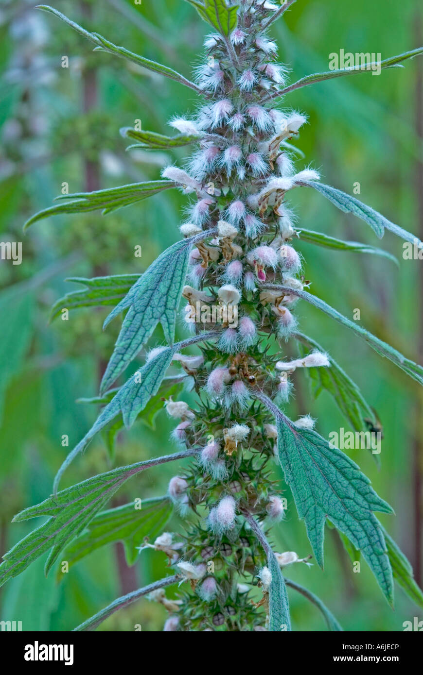 Motherwort (Leonurus cardiaca), flowering Stock Photo