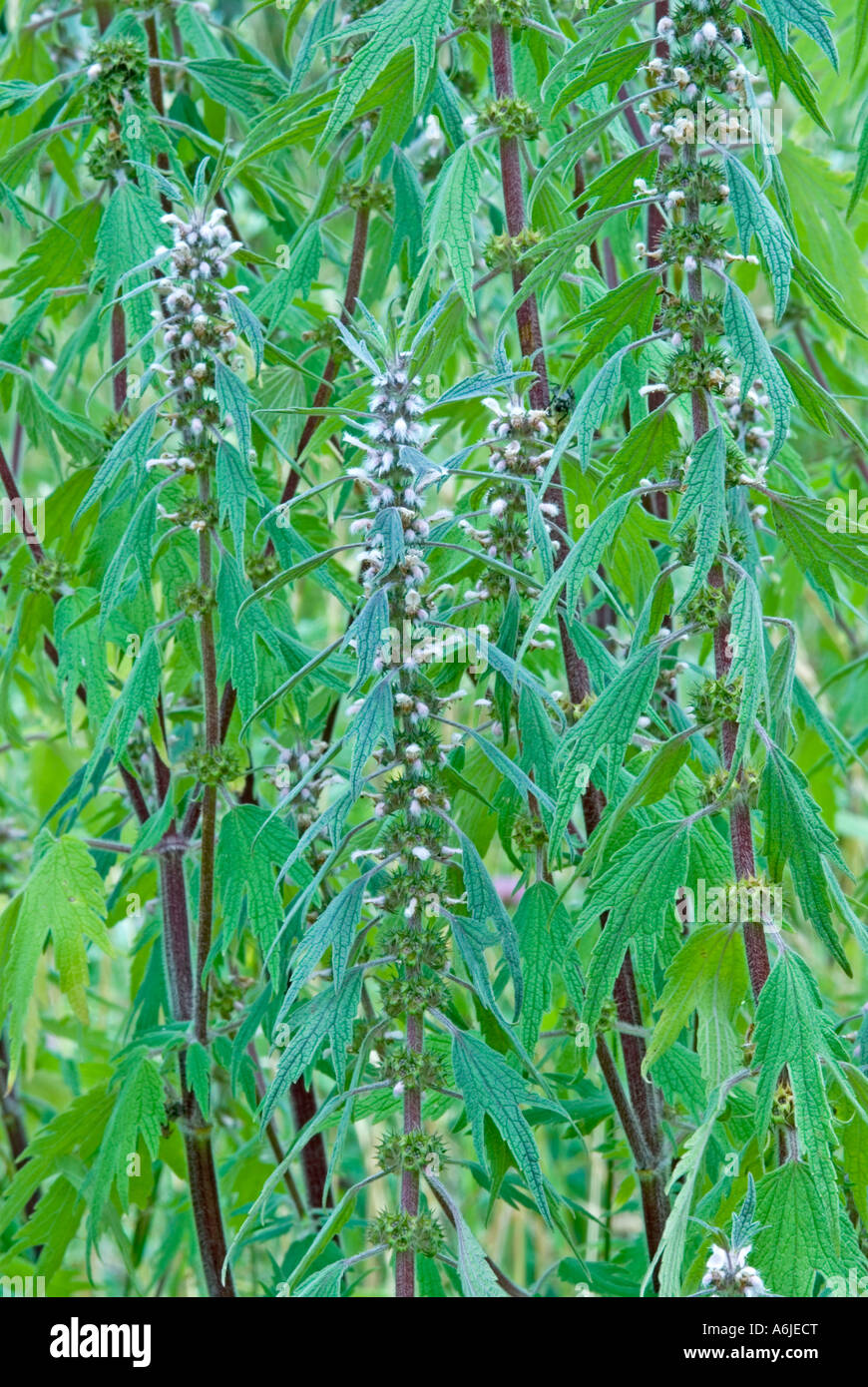 Motherwort (Leonurus cardiaca), flowering Stock Photo