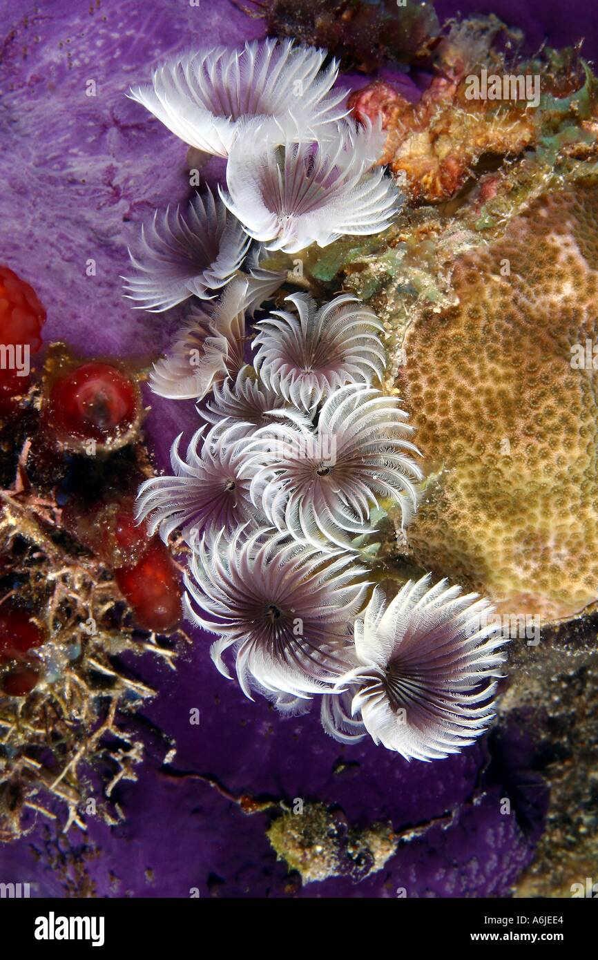 SOCIAL FEATHER DUSTER WORMS Bispira brunnea BAHAMAS Stock Photo Alamy
