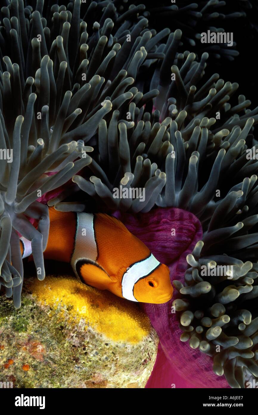 ORANGE-FIN ANEMONEFISH  Amphiprion chrysopterus WITH EGGS.  FIJI. Stock Photo