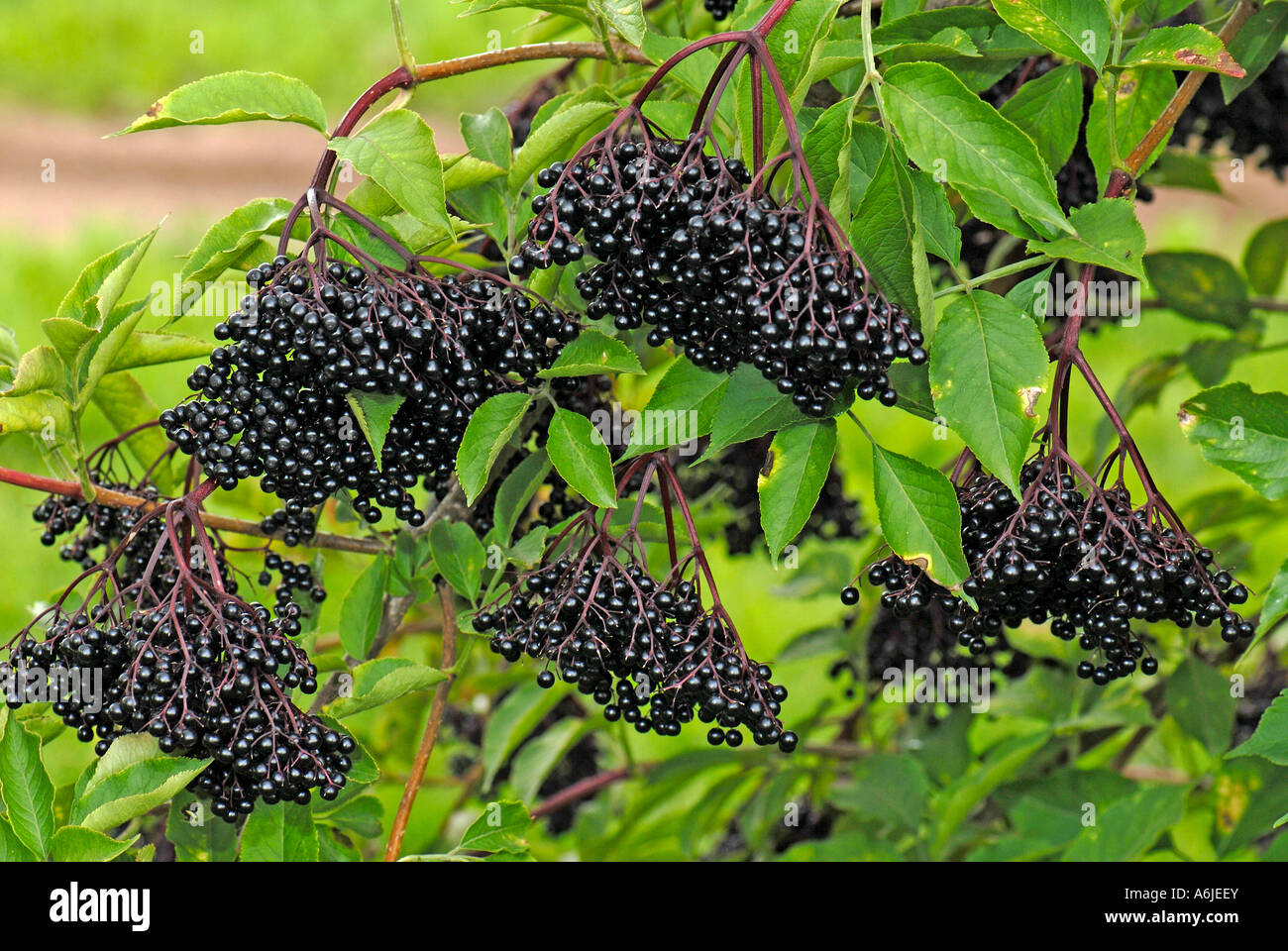Black Elder Elderberry (Sambucus nigra), ripe berries on tree Stock