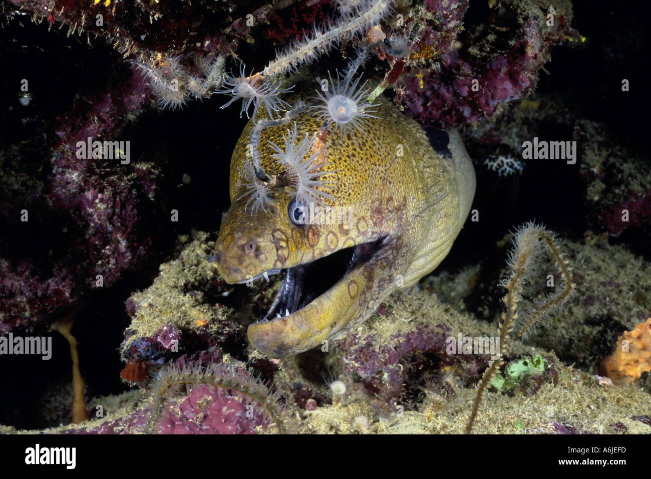 Giant moray eel Gymnothorax javanicus with octopus scars on face Fiji