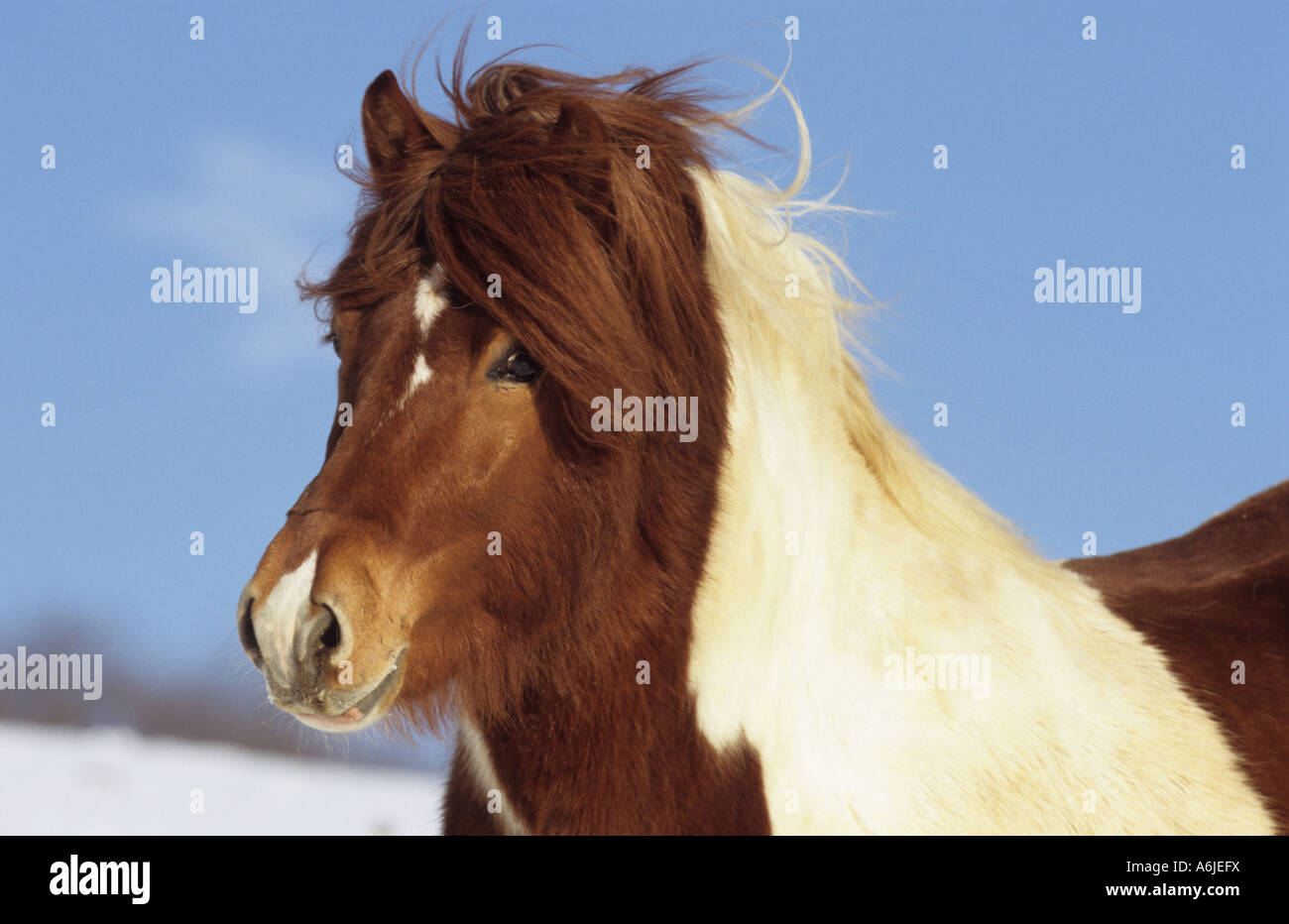 Icelandic Horse (Equus caballus). Pinto stallion, portrait Stock Photo