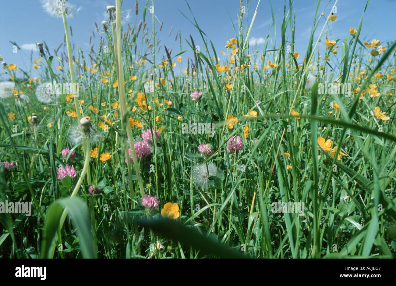 flower meadow with buttercups, clover and dandelions, Germany, Bavaria Stock Photo