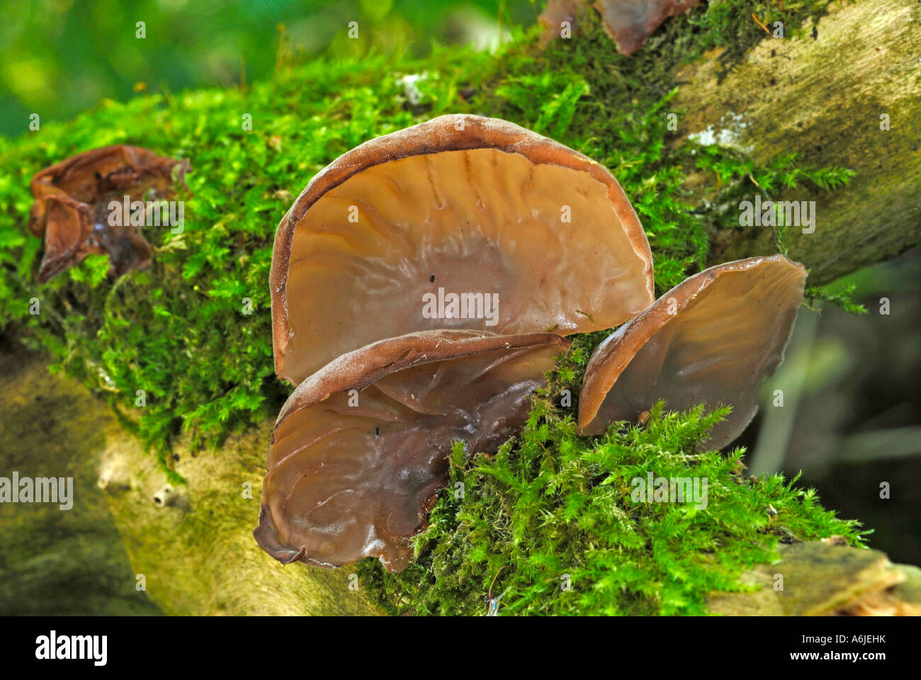 Wood Ear Fungus, Ear Fungus, Mu-err Fungus or Jews Ear (Auricularia auricula judae, Auricularia polytricha) on rotting wood Stock Photo