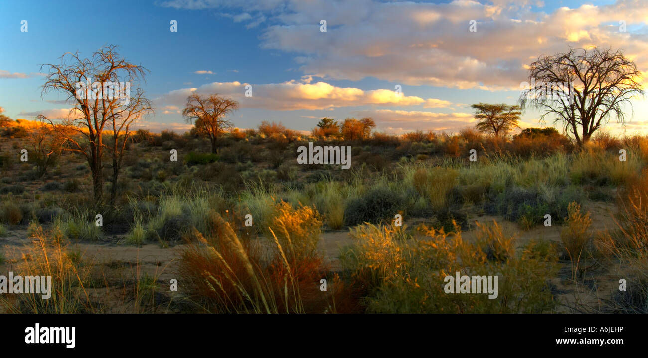 Desert scene near Bitterpan Camp. Kgalagadi Transfrontier Park, South Africa Stock Photo
