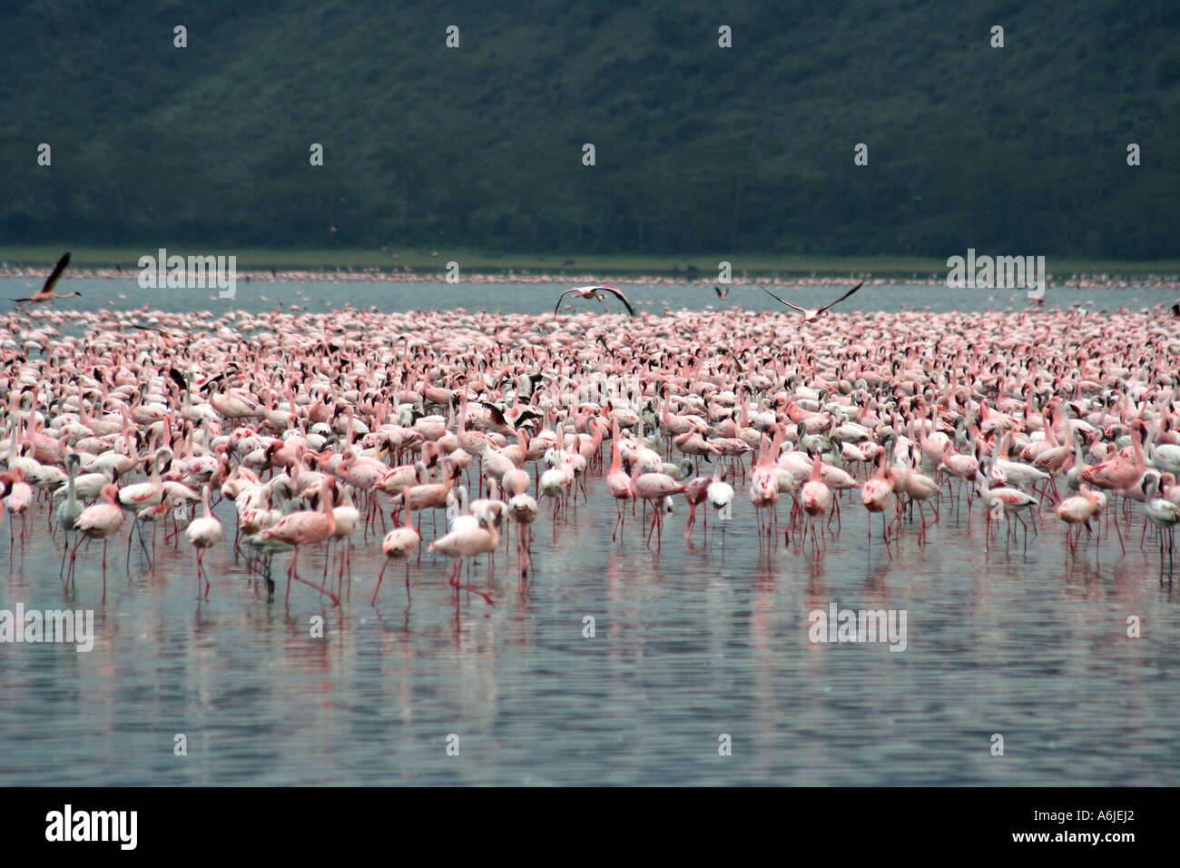 Flamingo aggregation, Lake Nakuru,  Kenya Africa (pink) (Lesser) Stock Photo