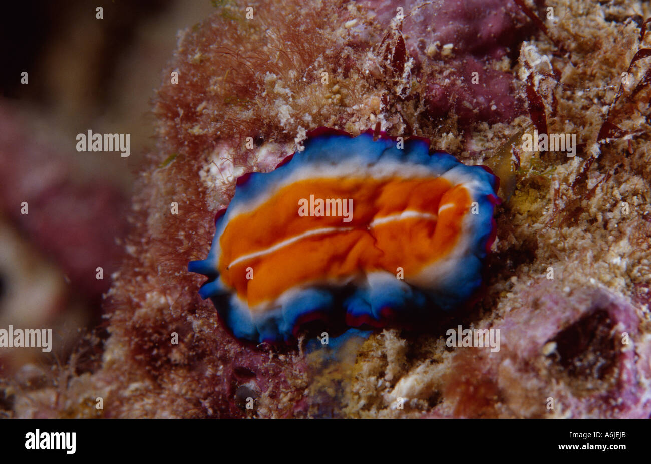 Polyclad flatworm in a coral reef, Pseudobiceros ferrugineus Stock Photo