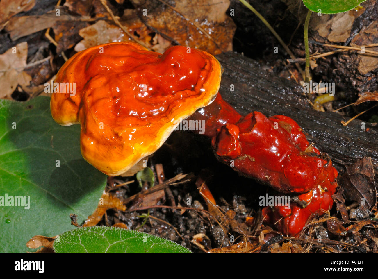 Lingzhi (Ganoderma lucidum) at the forest floor Stock Photo Alamy