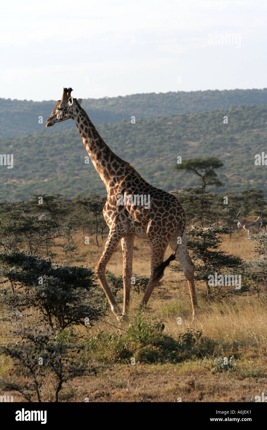 Kenya, Giraffe, african MASAI ( or KILIMANJARO ), Masai Mara Stock Photo