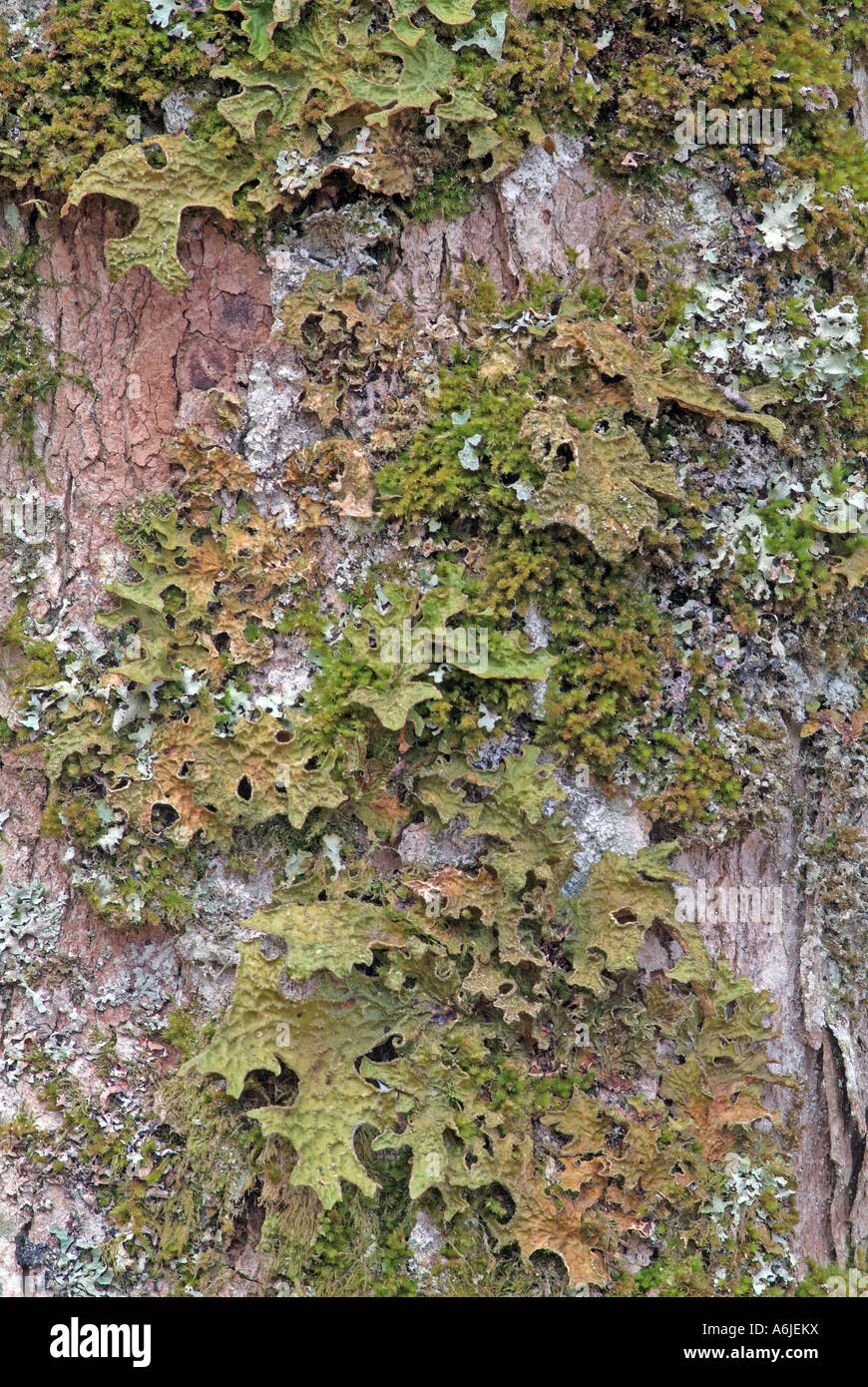 Lungwort (Lobaria pulmonaria) Stock Photo
