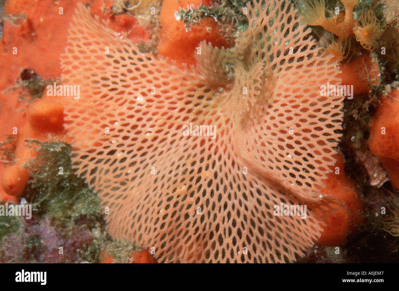 net 'coral' (Reteporella couchii), Italy, Tuscany Stock Photo