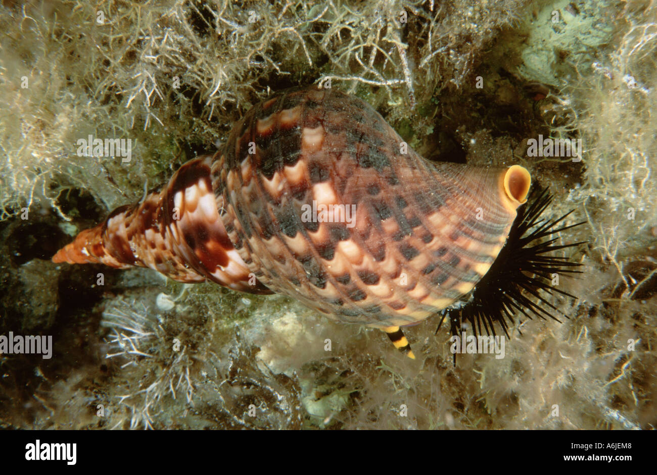 trumpet triton, Pacific triton, giant triton, triton's trumpet (Charonia tritonis), eating black see urchin, Greece, Creta Stock Photo