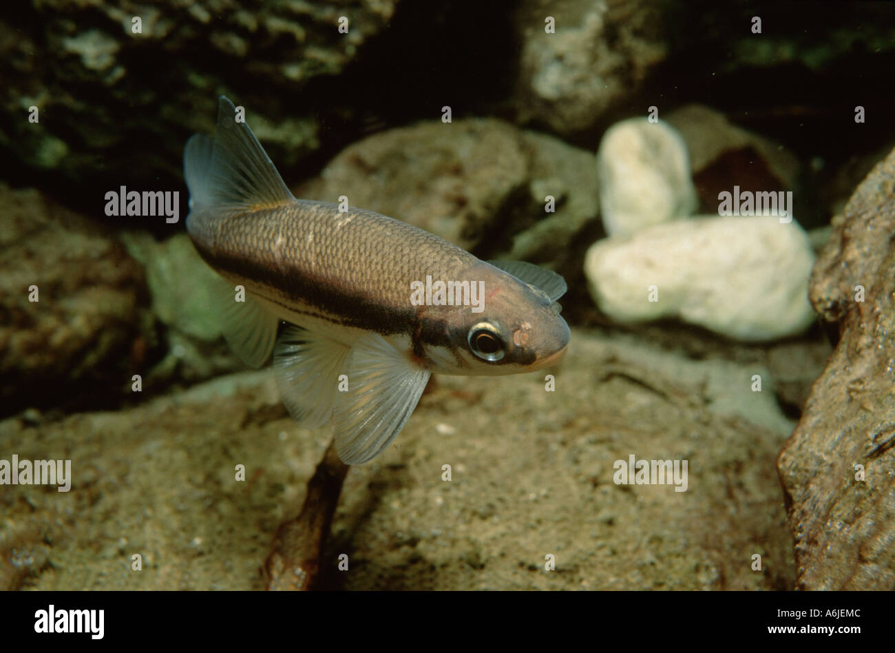 Souffie leuciscus souffia hires stock photography and images Alamy