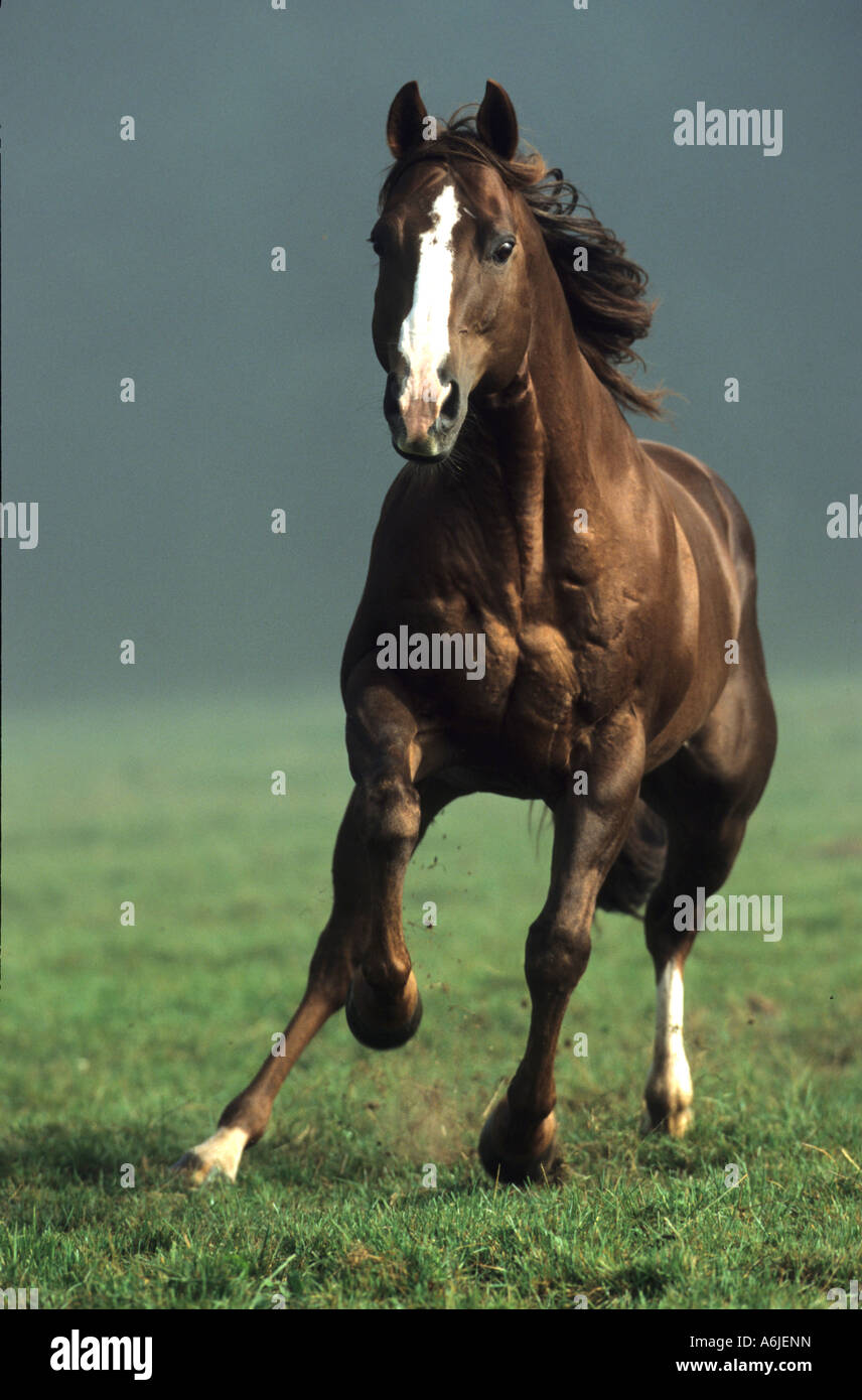 American Quarter Horse (Equus caballus), stallion galloping towards