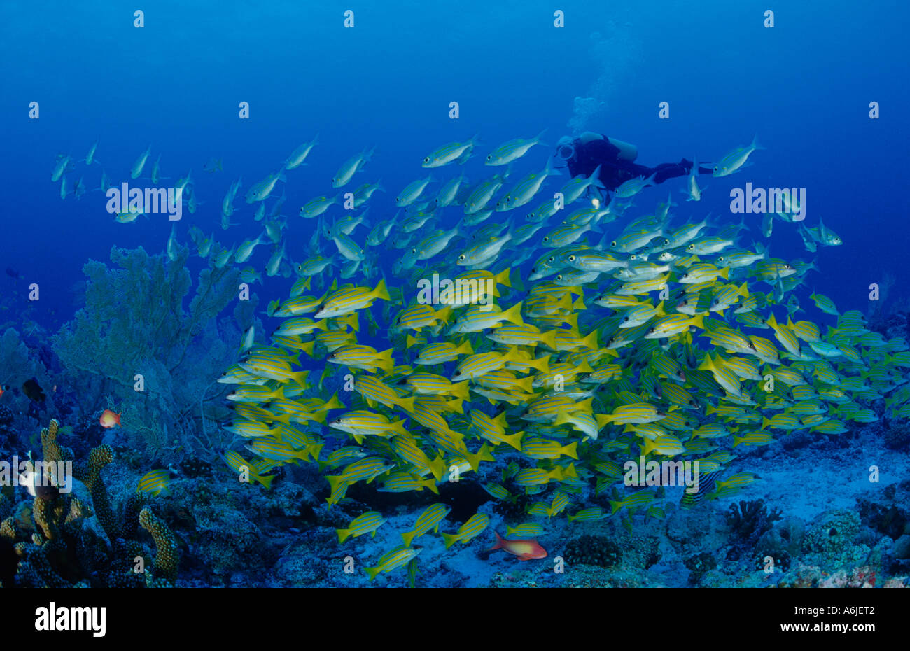 scuba diver with school of fish, Lutjanus kasmira  Blue-Striped Snapper Stock Photo