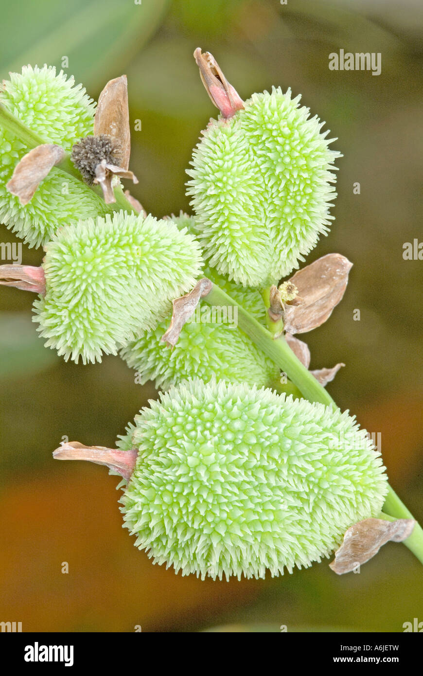 Coco Yam, Dasheen, Taro (Colocasia esculenta), fruit Stock Photo Alamy