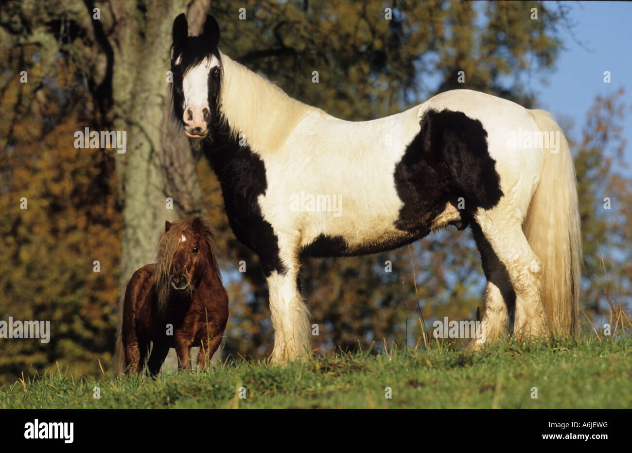 Gypsy Vanner Horse (Equus caballus). Pinto stallion with its friend a Miniature Shetland Pony gelding Stock Photo