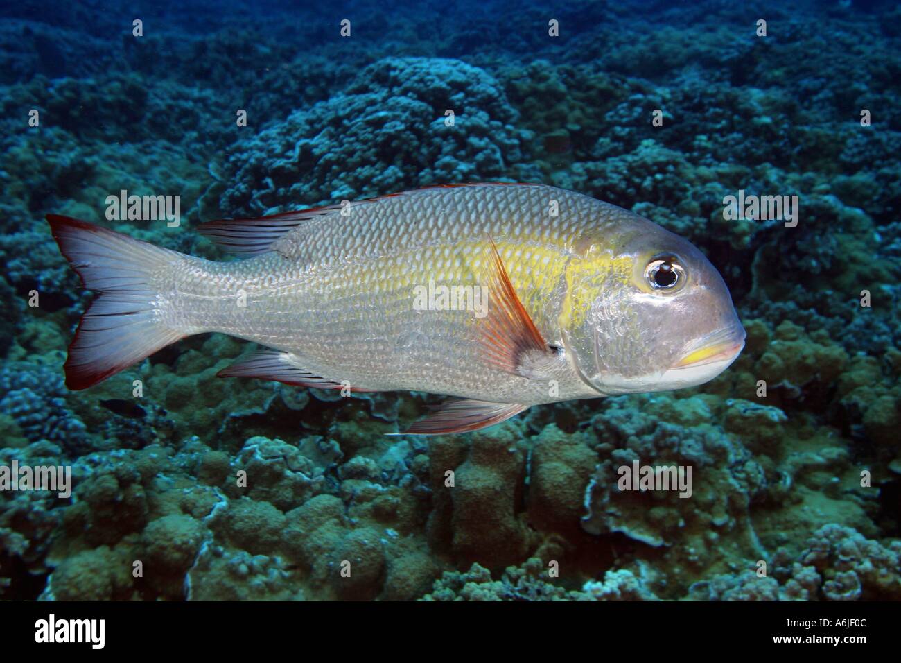 Bigeye emperor Monotaxis grandoculis are closely related to snapper and can reach two feet in length Hawaii  Stock Photo