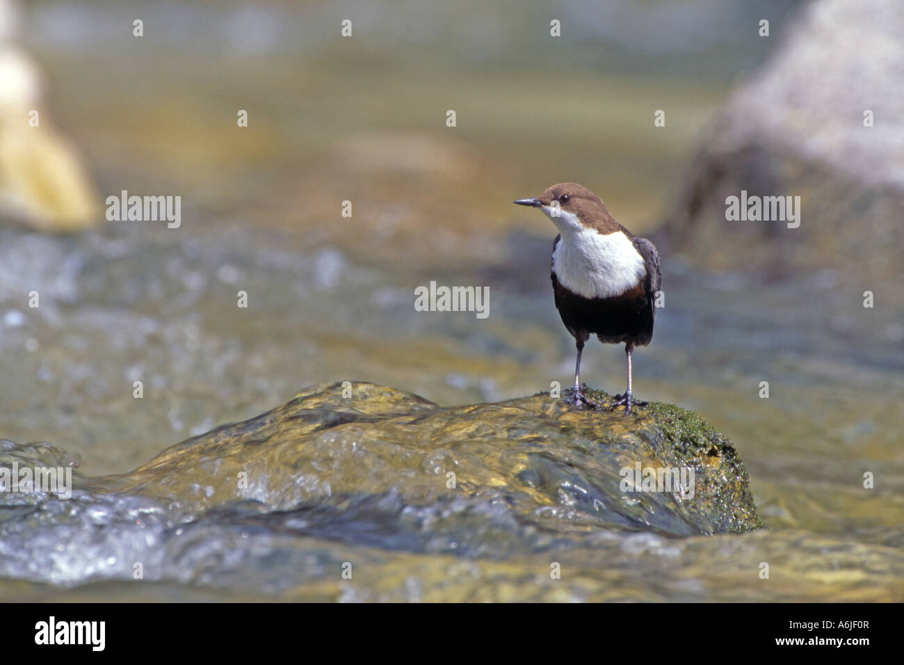 Dipper (Cinclus cinclus) perched on stone in running water Stock Photo