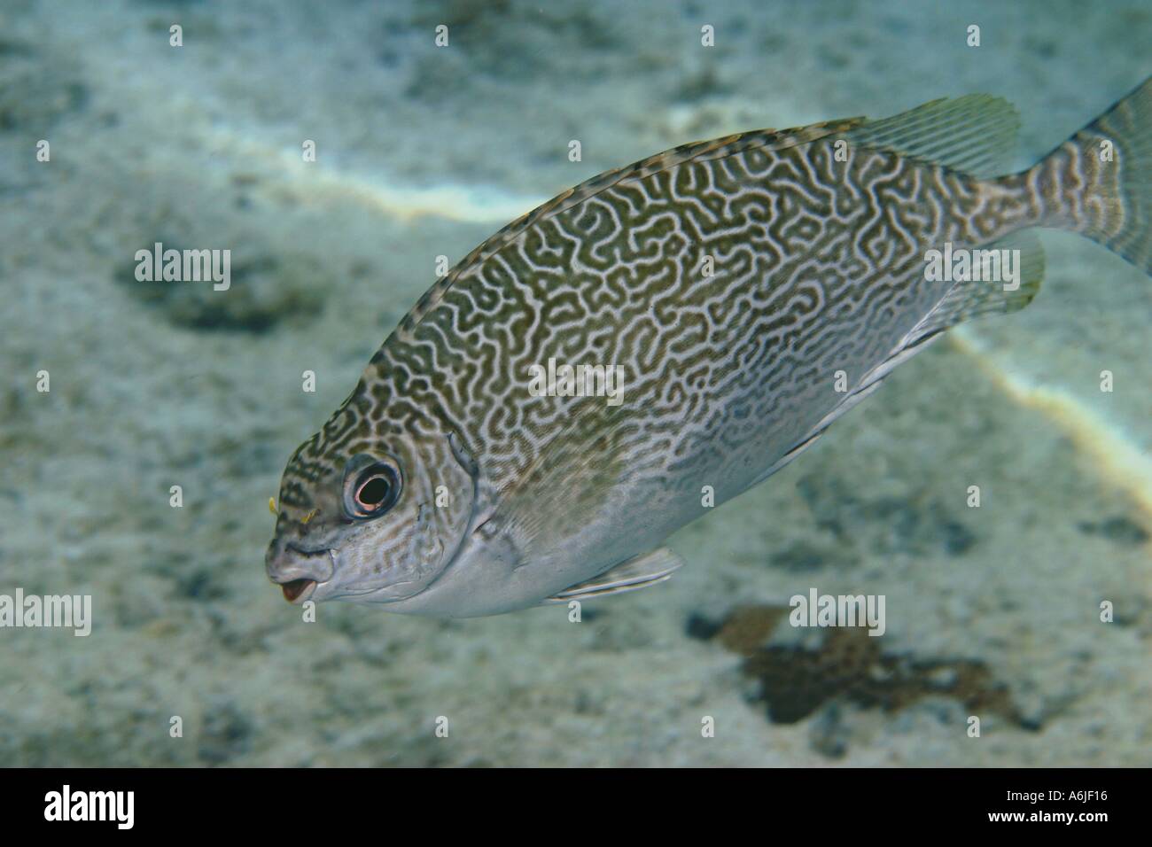 Scribbled rabbitfish Siganus spinus is often found in on the reef and in local fish markets Rarotonga The Cook Islands  Stock Photo